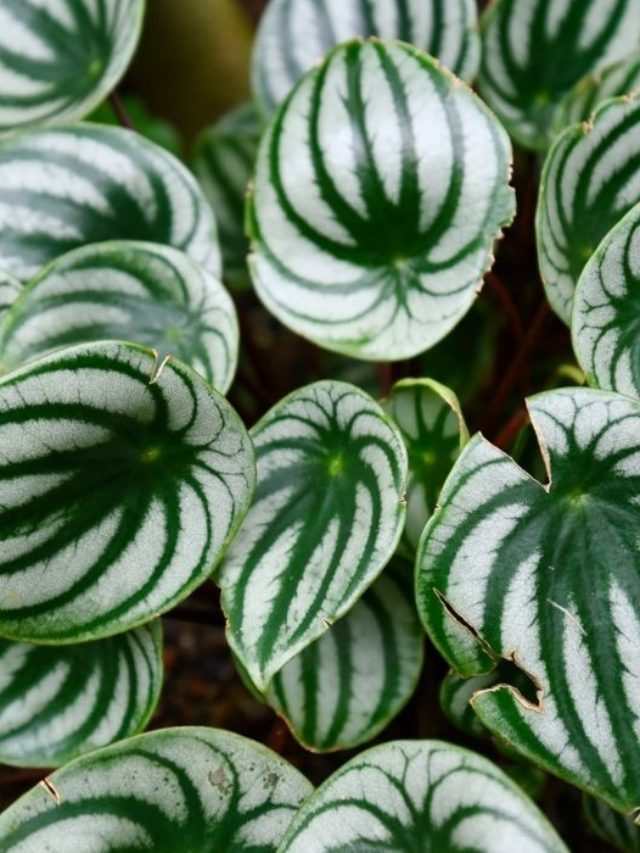 Best Soil For Watermelon Peperomia