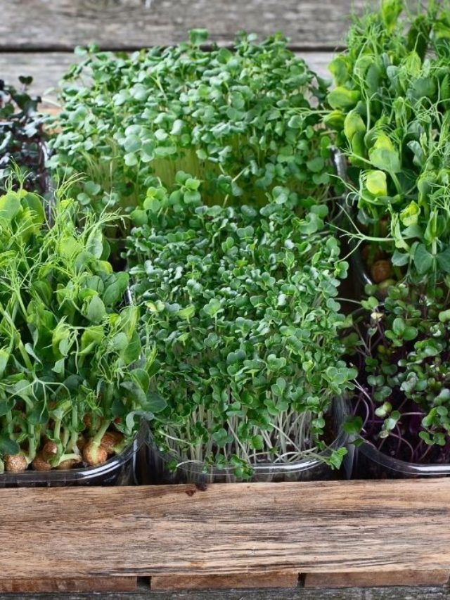Best Soil Mix For Microgreens – A Gardeners Guide