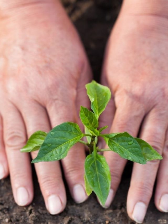 Best Trees For Alkaline Clay Soil Days In Garden   Cropped Best Trees For Alkaline Clay Soil A Guide To Planting With Confidence 