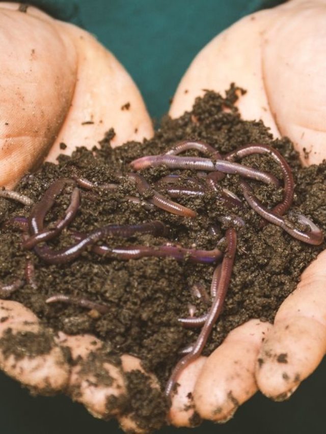 Best Worms For Living Soil – A Comprehensive Guide