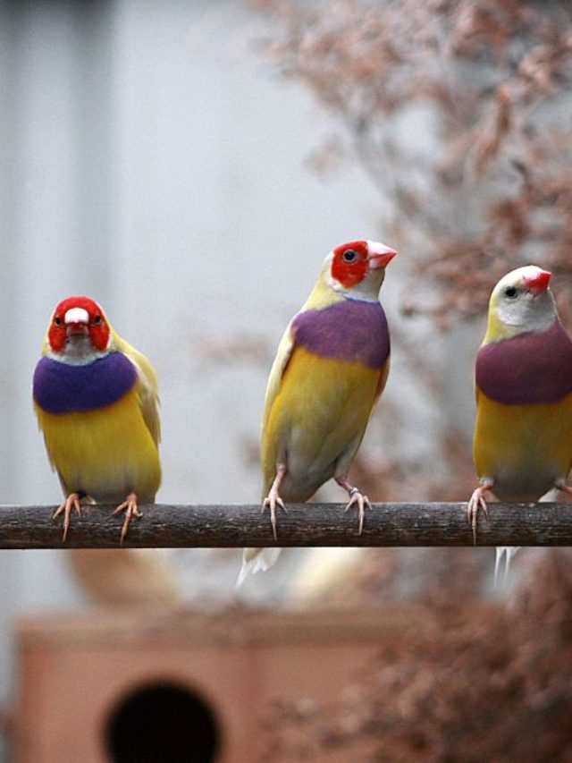 Blue-Finch-The-North-American-Bird-An-Informative-Guide-To-A-Magnificent-Song-Bird-Species