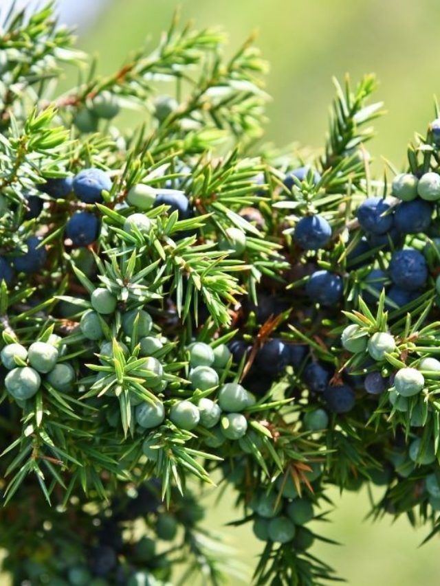 Do-Junipers-Make-Soil-Acidic-A-Guide-To-The-Pros-Cons-And-Maintenance-Of-Acidic-Soil