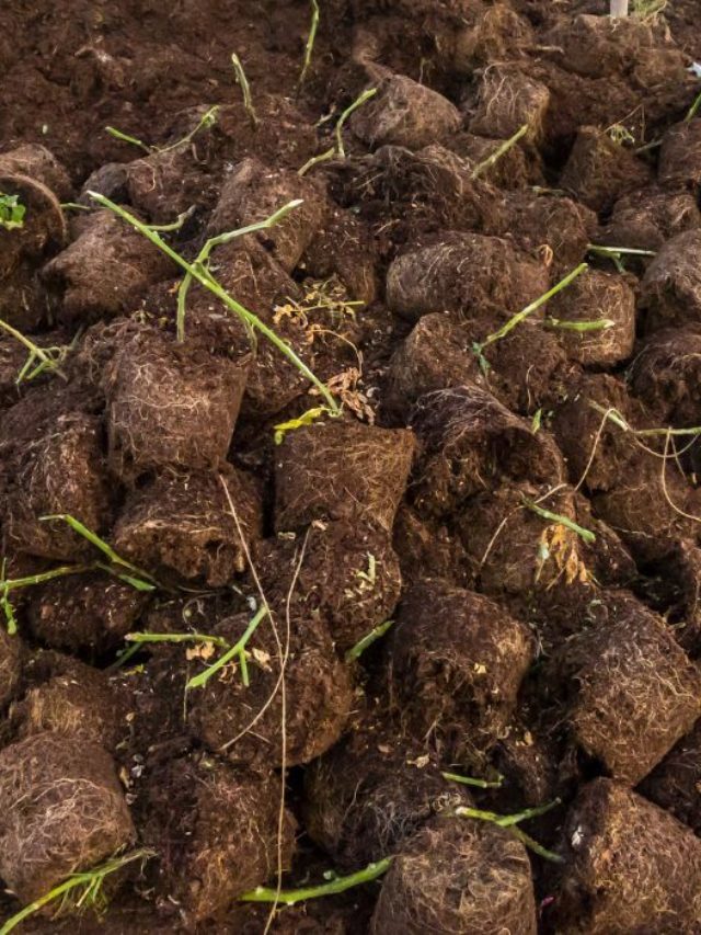 Does Peat Moss Make The Soil Acidic