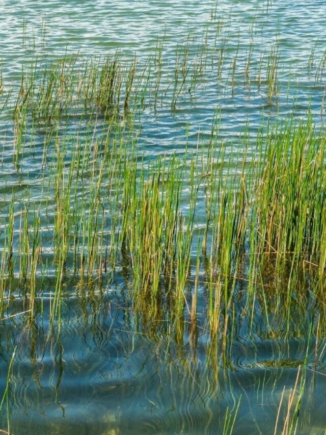 Things To Consider When Making Aquatic Plant Soil