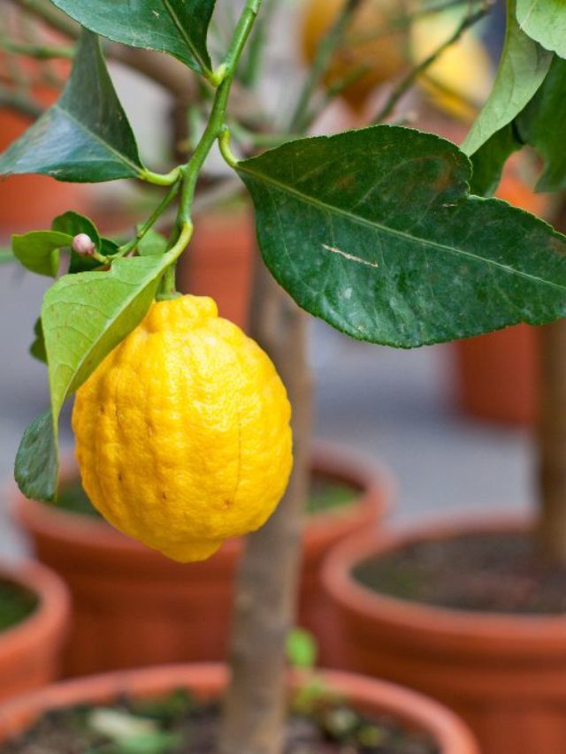 How To Make Potting Soil For Citrus Trees