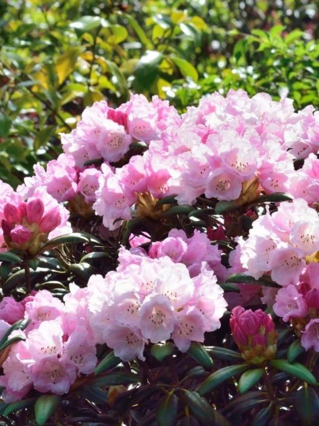 How To Make Soil Acidic For Rhododendrons