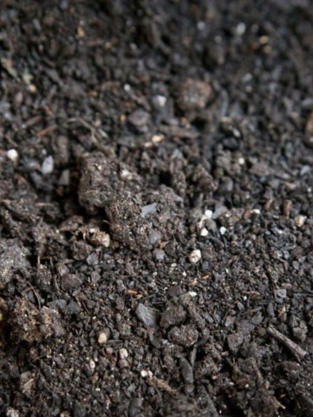 How To Make Terra Preta Soil