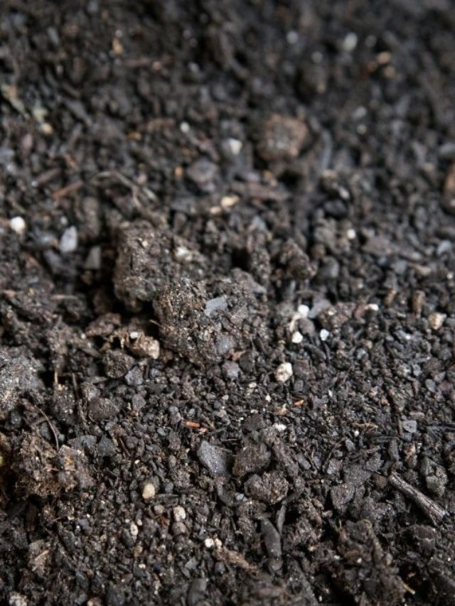 8 Simple Steps To Make The Best Terra Preta Soil