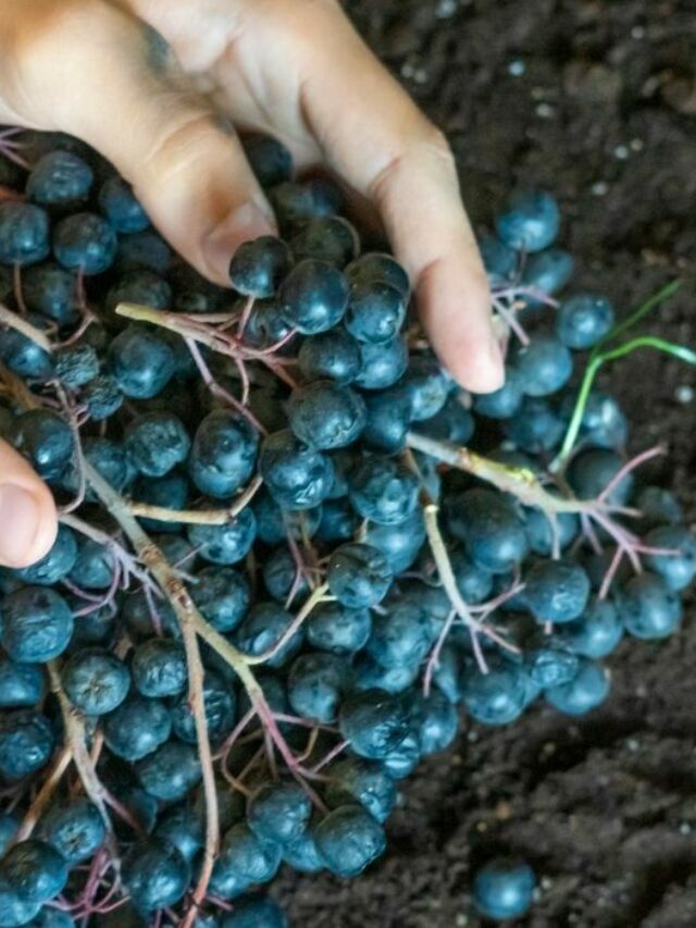 What To Consider When Soil Preping For Blueberry Plants