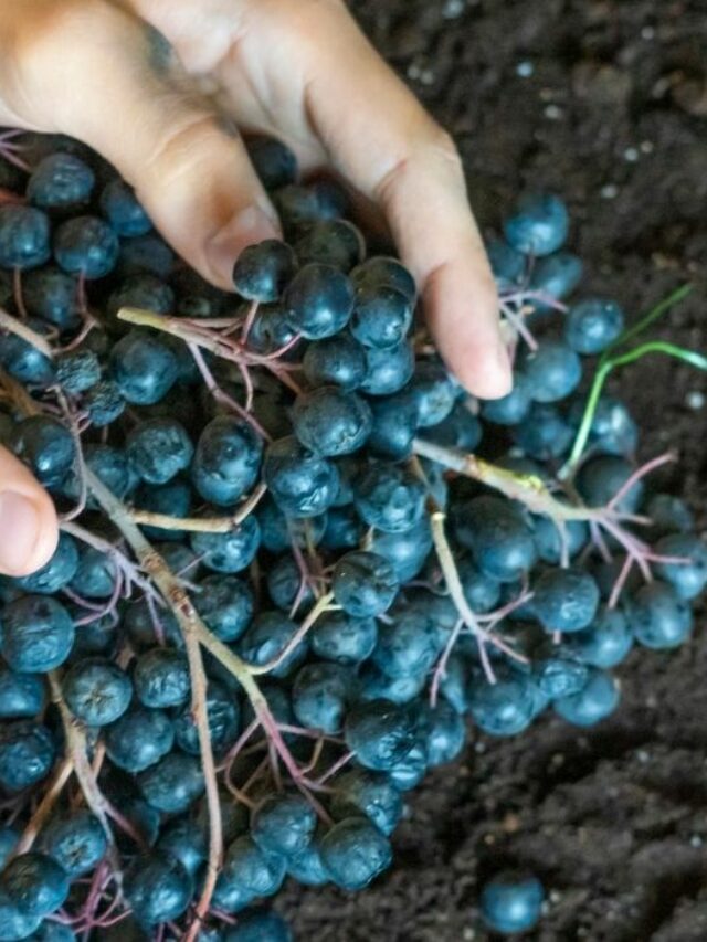 The-Best-Soil-For-Blueberries-In-Pots-