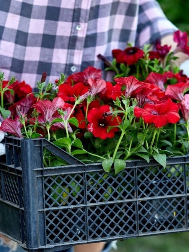 What Is The Best Potting Soil For Hibiscus