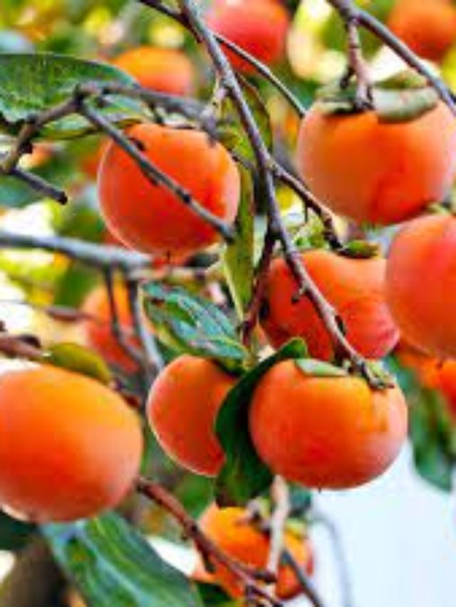 Best Soil For Healthy Growing Persimmon Trees