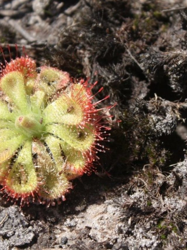 How To Make Venus Fly Trap Soil