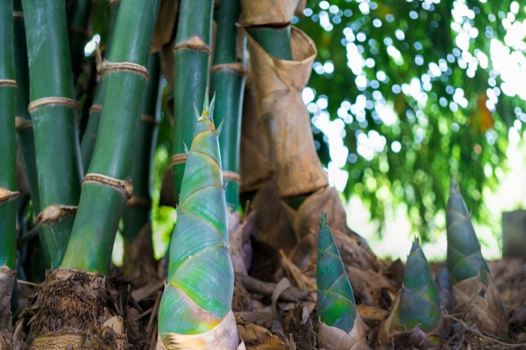 The Best Soil For Bamboo In Pots - A Guide To Growing Hardy Forest ...