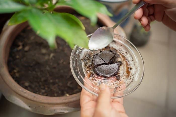 Do Pothos Like Coffee Grounds