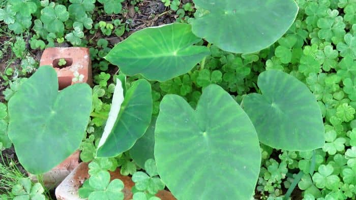  Do elephant ears grow well in pots?