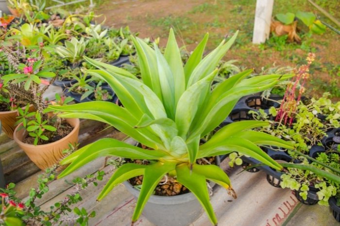How To Plant Agave