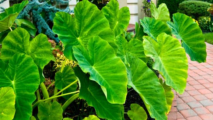  How do you take care of potted elephant ears?