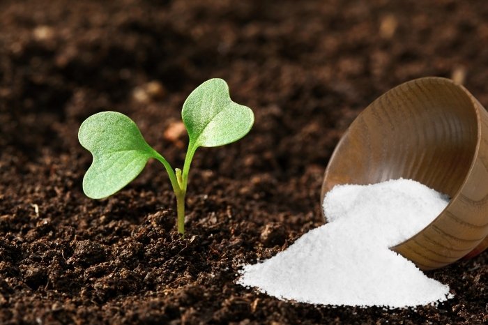 Is Epsom Salt Good For All Plants