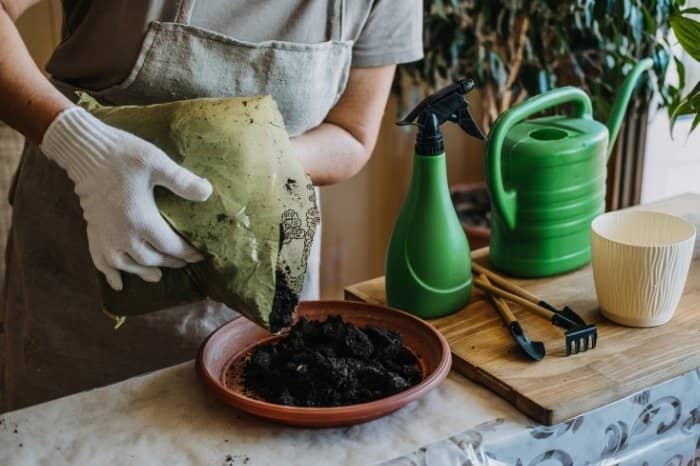 Repotting Agave With Ease