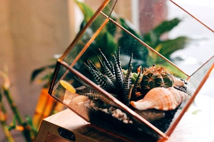 Terrarium Plant Care Tips