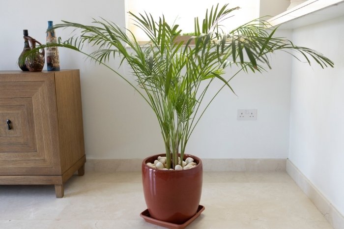 What Soil Is Best For Bamboo
