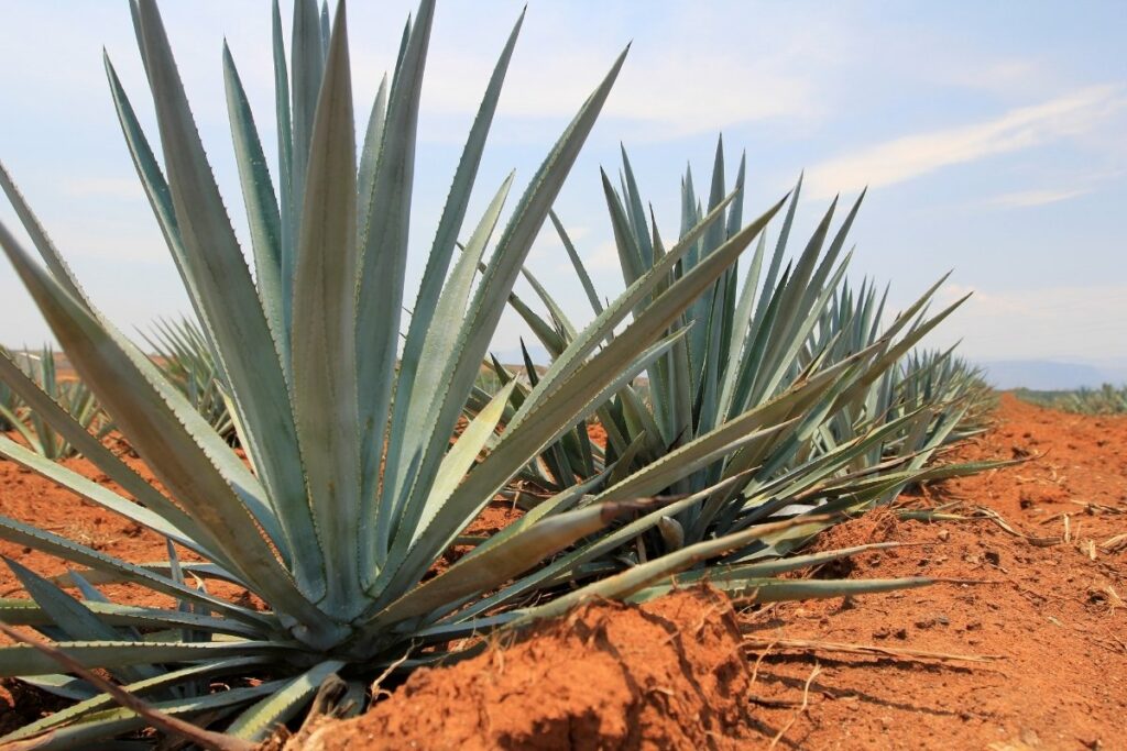 The Best Soil For Agave Plants – A Gardeners Guide To Healthy Desert 