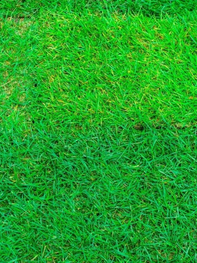 6 Tips To Enhance The Quality Of Your Lawn