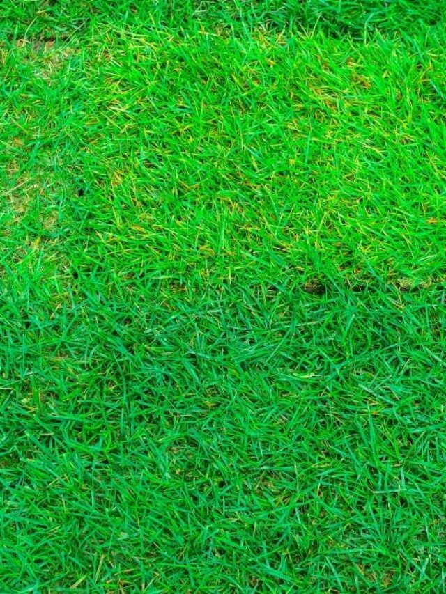 6-Tips-How-To-Make-Lawn-Soil-Softer