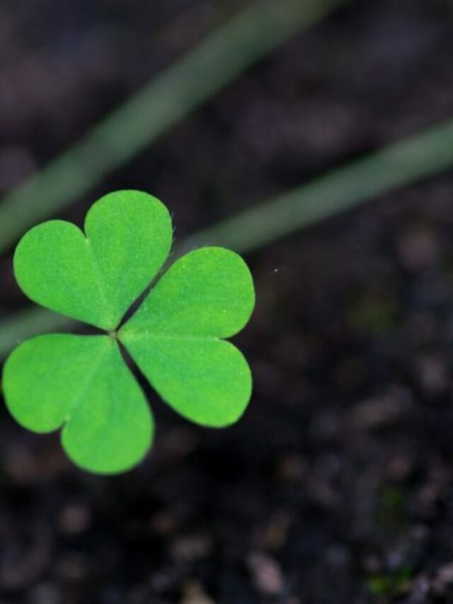Learn The Benefits Of Clovers In Your Garden