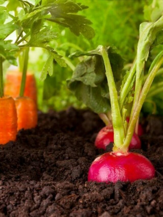 Care & Growing Guide To Abundant Vegetable Harvests