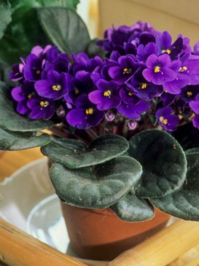Care & Growing Guide To Thriving African Violets