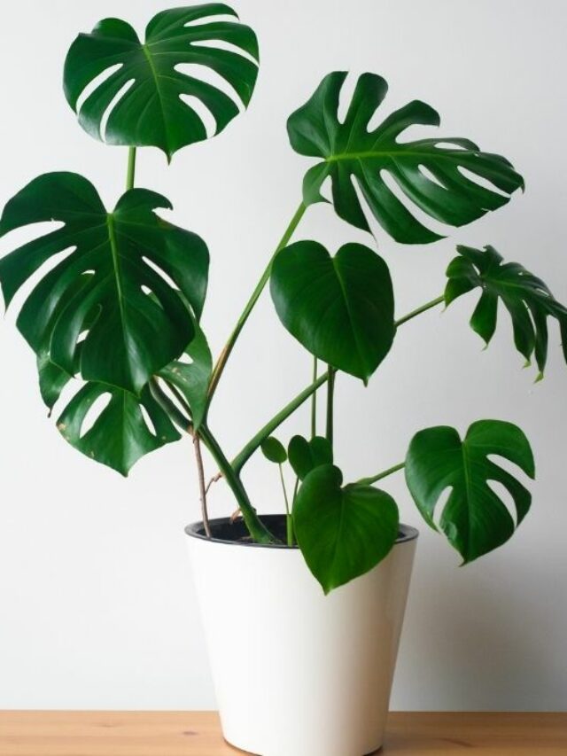 Monstera Deliciosa: Plant Care & Growing Guide