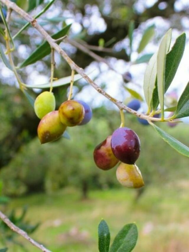 Choosing Correct Pots For Olive Trees