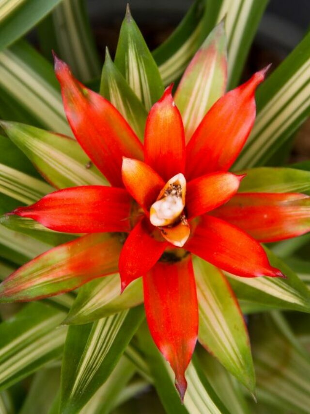Discover Soil and Potting Needs for Bromeliads Pups