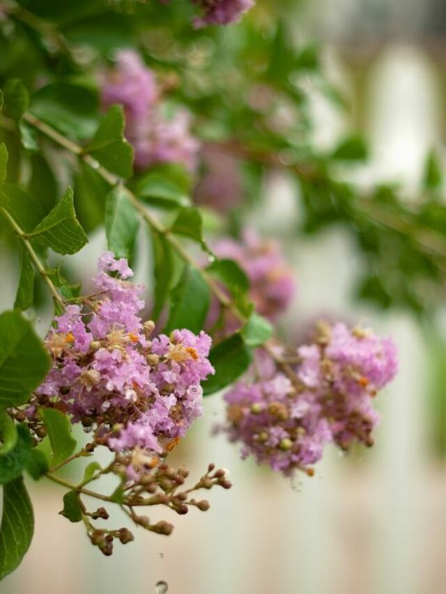 Grow Stunning Crepe Myrtle Trees By Choosing The Best Soil