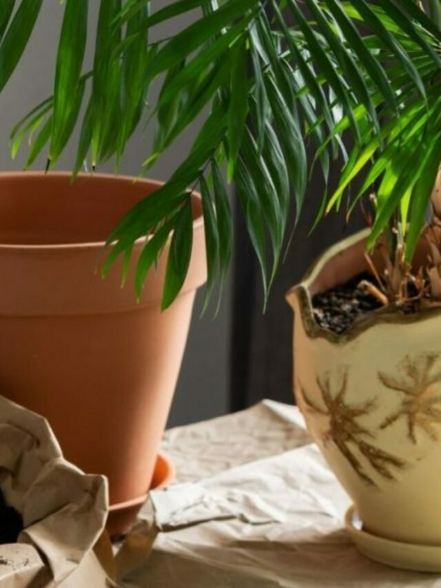Discover The Best Soil Mix For Palms To Grow Indoors