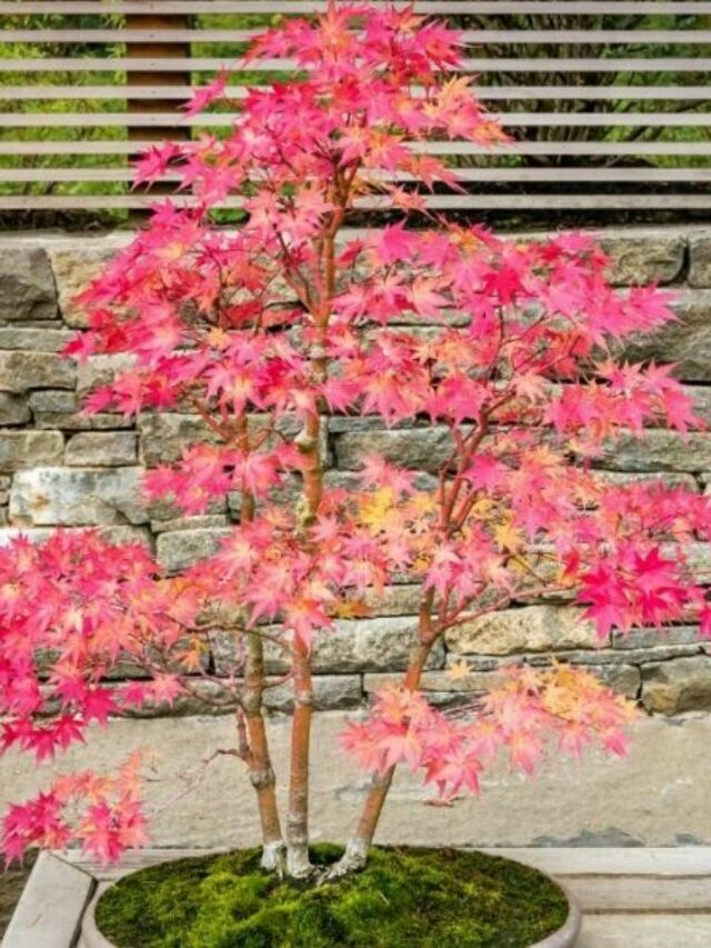 The Best Soil Used For A Japanese Maple