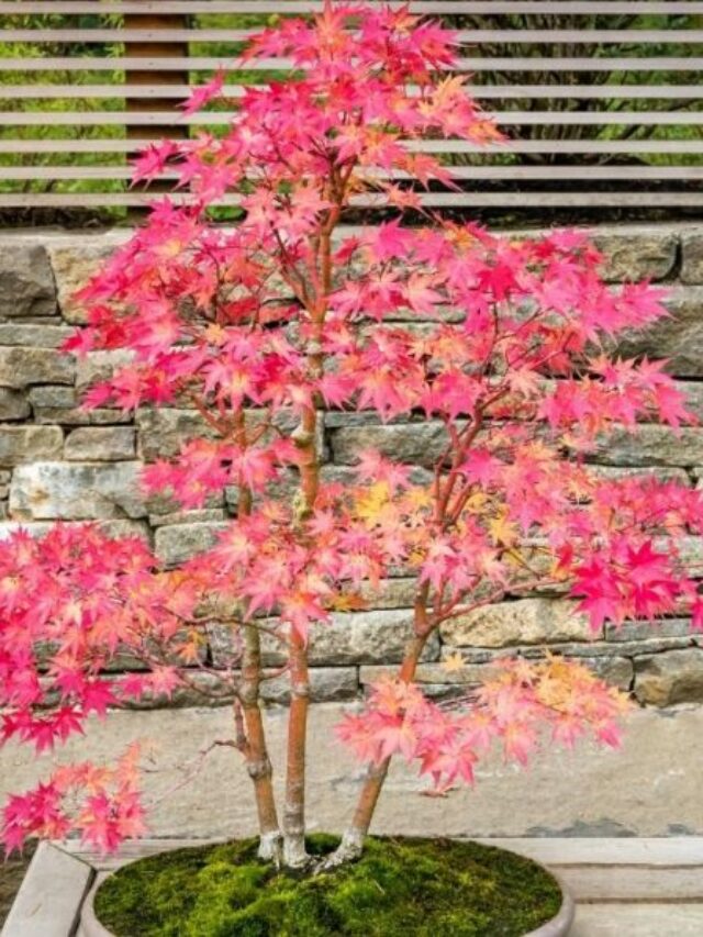 Best-Soil-For-Japanese-Maple-Bonsai-A-Comprehensive-Guide-To-Healthy-Tree-Growing-1024x597
