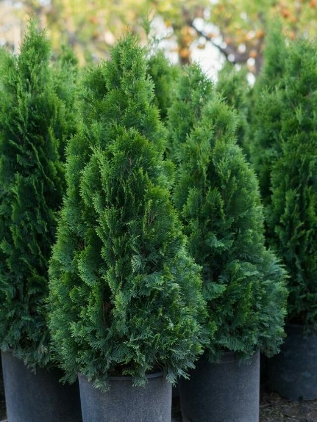 Discover What The Best Soil For Pine Trees In Containers Is