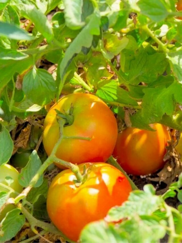 The Secret To Growing Tomatoes From Grow Bags At Home