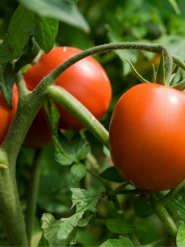 Take In These Considerations Before Planting Tomatoes