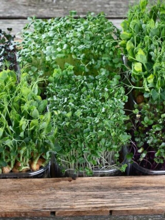 3 Essentials Before Planting Microgreens