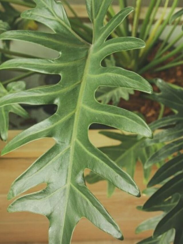 A Gardener’s Guide To Growing Philodendron Brasil