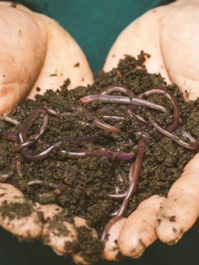 Choose The Best Types Of Worms For Living Soil