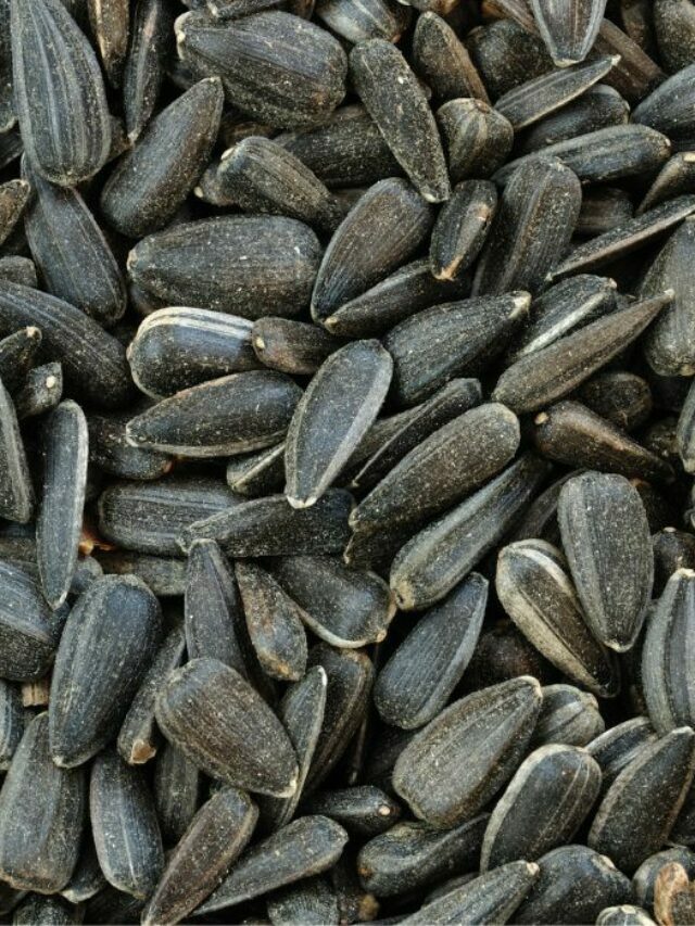 Great reasons for Black Oil Sunflower Seeds in a chickens diet
