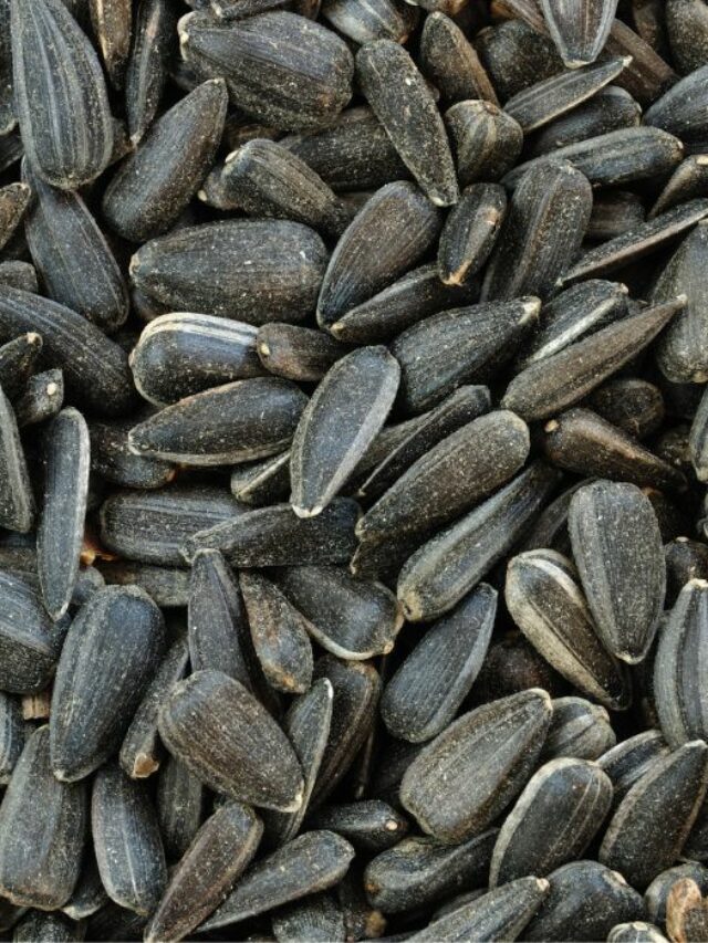 Can-Chickens-Eat-Black-Oil-Sunflower-Seeds-A-Healthy-Guide-To-Plump-Chickens