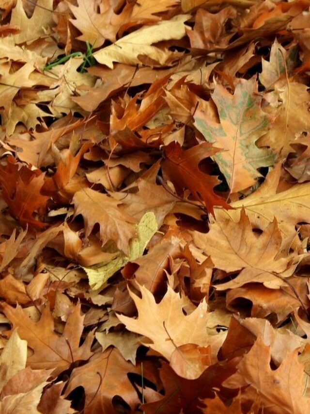 Need A More Acidic Soil? Oak Leaves Might Be Your Solution