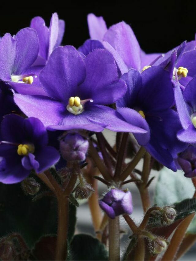 Guide To Beautiful Blooms African Violet – essential soil nutrients