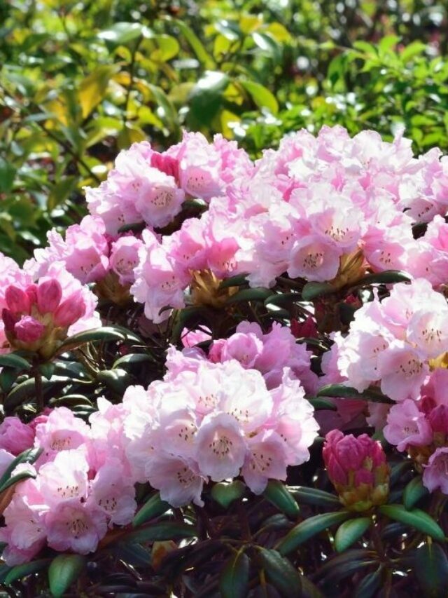 Keep Your Rhododendrons Healthy With The Tips